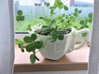 ショベルバケットカップを鉢植えに利用してみました